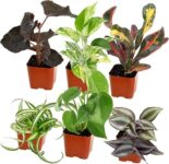 Air Purifiers vs. Houseplants: Battle for Clean Air